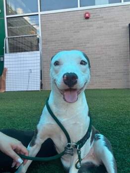 Luna Faye -  Pit Bull Terrier Dog for Adoption in Dallas, Texas - Luna Faye | PetCurious
