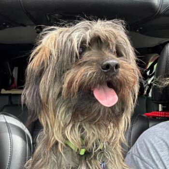 Yorkshire Terrier Dogs Available for Adoption in Little Rock, Arkansas - Oliver | PetCurious