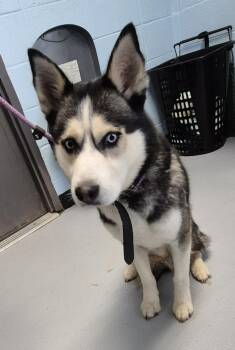 Siberian Husky Dogs Available for Adoption in Lawrenceville, Georgia - Pen 115 Jimmy | PetCurious