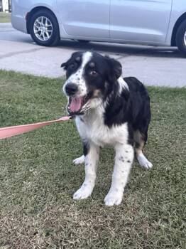 Australian Shepherd Dogs Available for Adoption in Valrico, Florida - Aspen Aussie | PetCurious