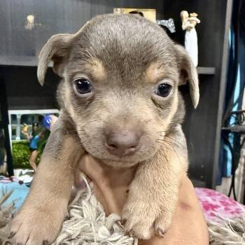 Chihuahua Dogs Available for Adoption - Mad Hatter | PetCurious