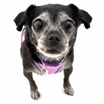 Louise 14561 -  Pug Dog for Adoption in San Francisco, California - Louise 14561 | PetCurious