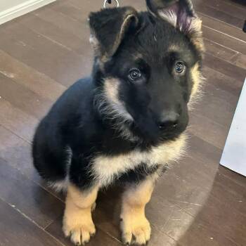 Rescue German Shepherd Dog and Husky Dogs for Adoption in Cambridge, Ontario - Gunner | PetCurious