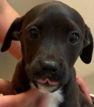 Mountain Cur Dogs Available for Adoption - COLT | PetCurious