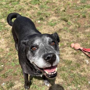 Kemper Kai -  Black Labrador Retriever and Mixed Breed Dog Available for Adoption in Starkville, Mississippi - Kemper Kai | PetCurious