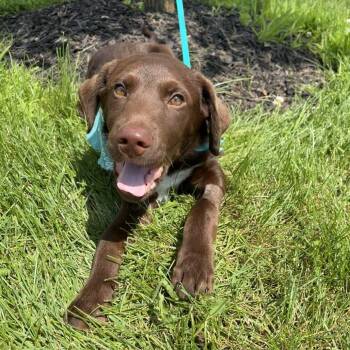 Kevin -  Mixed Breed Dog for Adoption in Canal Winchester, Ohio - Kevin | PetCurious