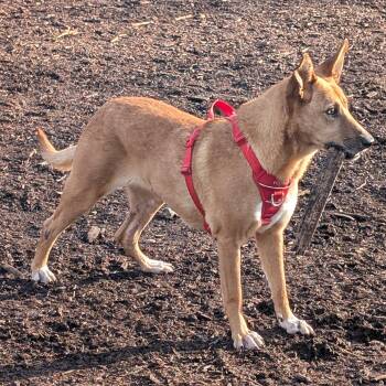 Carolina Dog and German Shepherd Dog Dogs Available for Adoption - Ms. Marvelous Tarcin | PetCurious