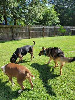Truvy -  German Shepherd Dog Dog for Adoption in Brewster, New York - Truvy | PetCurious