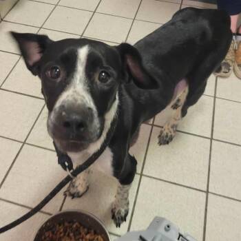 Rescue Mixed Breed Dogs for Adoption in Charleston, West Virginia - Dumpling | PetCurious