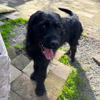 Poodle and Black Labrador Retriever Dogs Available for Adoption - Salem | PetCurious