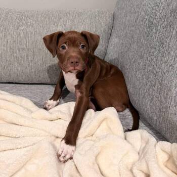 Espresso -  Mixed Breed Dog for Adoption in Yaphank, New York - Espresso | PetCurious