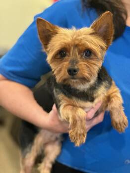 Rescue Yorkshire Terrier Dogs for Adoption in Chester Springs, Pennsylvania - Cubby | PetCurious