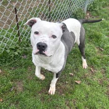 Butch-Adoption Fee Sponsored -  Mixed Breed Dog for Adoption in Alabaster, Alabama - Butch-Adoption Fee Sponsored | PetCurious
