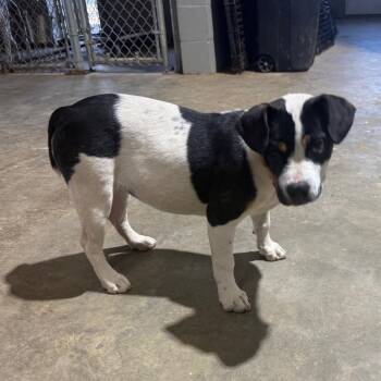 English Bulldog and Mixed Breed Dogs Available for Adoption in New York, New York - Patty | PetCurious