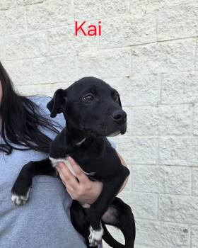 Border Collie Dogs Available for Adoption in Baker City, Oregon - Kai | PetCurious