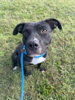 Rescue Pit Bull Terrier Dogs for Adoption in Crete, Illinois - Guitar | PetCurious