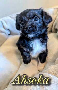 Rescue Chihuahua and Pekingese Dogs for Adoption in Christiansburg, Virginia - Ahsoka | PetCurious