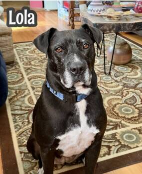 Rescue American Staffordshire Terrier Dogs for Adoption in Tulsa, Oklahoma - Lola | PetCurious