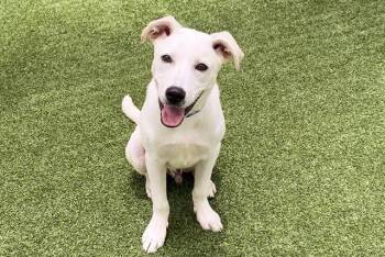 HADES -  Labrador Retriever and Mixed Breed Dog for Adoption in Fort Lauderdale, Florida - HADES | PetCurious