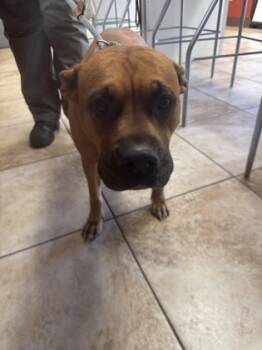 Rescue Mixed Breed Dogs for Adoption in Cincinnati, Ohio - Marcia Brady | PetCurious