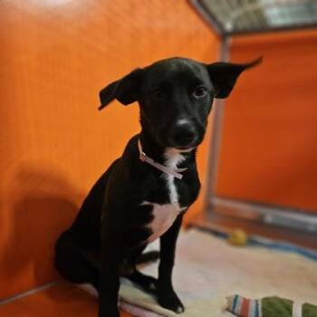 Dylan -  Mixed Breed Dog for Adoption in Kansas City, Missouri - Dylan | PetCurious