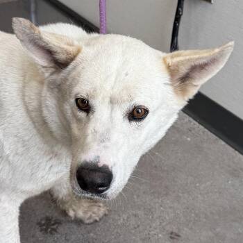 Mixed Breed Dogs Available for Adoption in Las Cruces, New Mexico - 106228 | PetCurious