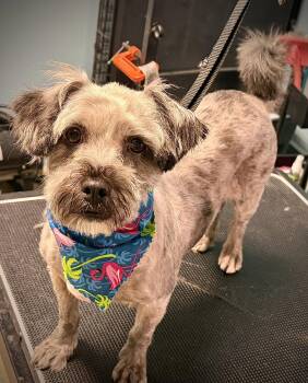 Osita -  Shih Tzu and Schnauzer Dog for Adoption in Holly Springs, North Carolina - Osita | PetCurious