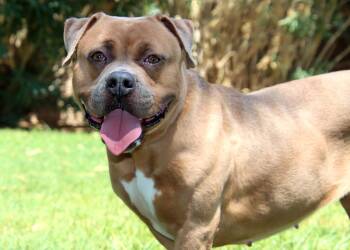 Rescue Pit Bull Terrier Dogs for Adoption in Glendale, Arizona - Hazel | PetCurious