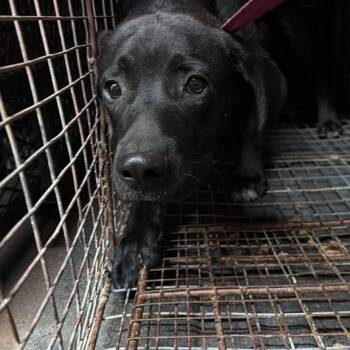 HOKA -  Mixed Breed Dog for Adoption in Gadsden, Alabama - HOKA | PetCurious