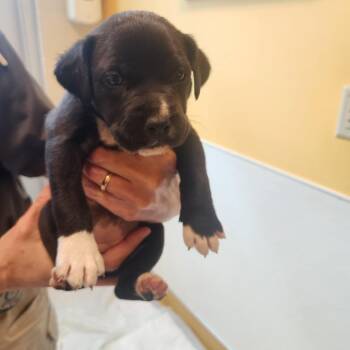 Pit Bull Terrier Dogs Available for Adoption in Norman, Oklahoma - Flower | PetCurious