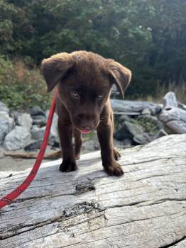 Ursa -  Labrador Retriever Dog for Adoption in Seattle, Washington - Ursa | PetCurious