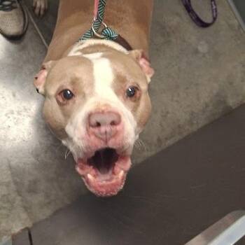 Donkey -  Pit Bull Terrier Dog for Adoption in Hannibal, Missouri - Donkey | PetCurious