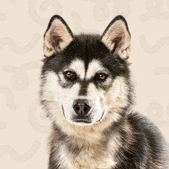 Rescue Husky Dogs for Adoption in Reno, Nevada - Fletcher | PetCurious