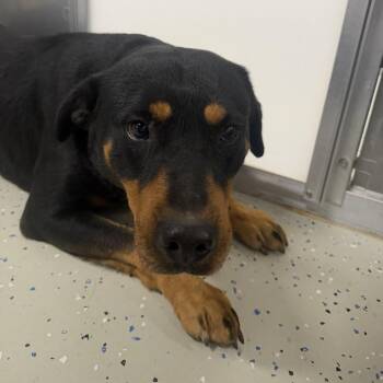 Titan -  Rottweiler Dog for Adoption in Marion, Virginia - Titan | PetCurious