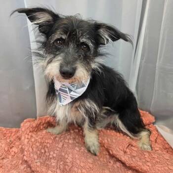 Miniature Schnauzer and Yorkshire Terrier Dogs Available for Adoption in Foley, Alabama - Bear | PetCurious