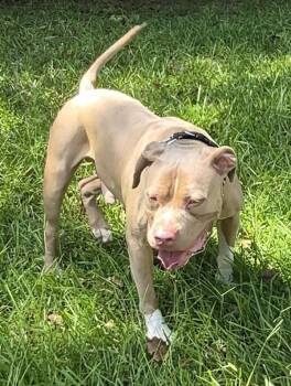 Pen 111c Tyson -  Pit Bull Terrier and American Bully Dog for Adoption in Lawrenceville, Georgia - Pen 111c Tyson | PetCurious