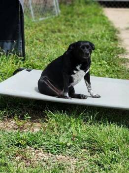 Lucky -  Mixed Breed Dog for Adoption in Marion, Ohio - Lucky | PetCurious