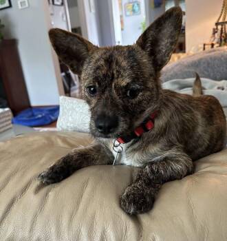 Papi -  Chihuahua Dog for Adoption in Barrington, Illinois - Papi | PetCurious