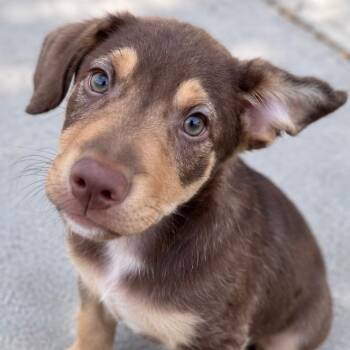 Sheldon -  Shepherd and Pug Dog for Adoption in Fort Collins, Colorado - Sheldon | PetCurious