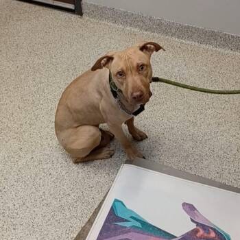 Sandy -  Mixed Breed Dog for Adoption in Oak Park, Illinois - Sandy | PetCurious