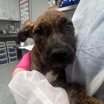 Boxer and Mixed Breed Dogs Available for Adoption in Greenville, South Carolina - Liberty | PetCurious