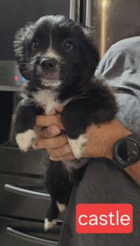 Castle -  Collie Dog for Adoption in Fort Worth, Texas - Castle | PetCurious