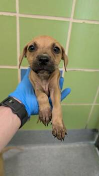 Boston -  Pit Bull Terrier and Mixed Breed Dog for Adoption in Kansas City, Missouri - Boston | PetCurious