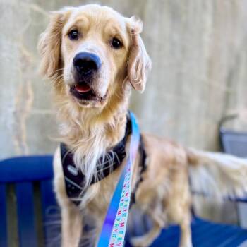 Roney -  Golden Retriever Dog for Adoption in New York, New York - Roney | PetCurious