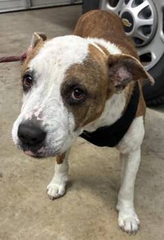 Ruby -  Pit Bull Terrier and Mixed Breed Dog for Adoption in Gainesville, Florida - Ruby | PetCurious