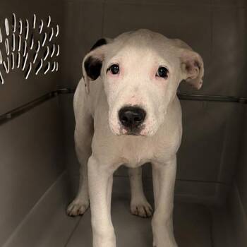 Pit Bull Terrier Dogs Available for Adoption in East St. Louis, Illinois - Biscuit Bandit | PetCurious