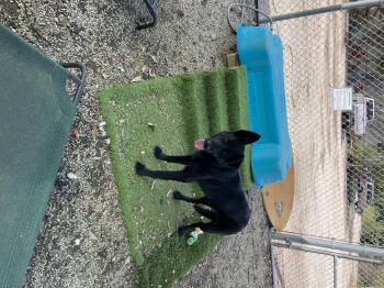 German Shepherd Dog Dogs Available for Adoption - Carlo | PetCurious