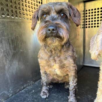 Rosie -  Miniature Schnauzer Dog for Adoption in Birmingham, Alabama - Rosie | PetCurious