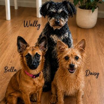 Daisy -  Chihuahua and Pomeranian Dog for Adoption in Phoenix, Arizona - Daisy | PetCurious