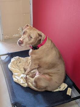 Rescue Mixed Breed Dogs for Adoption in Fernandina Beach, Florida - MARTHA | PetCurious